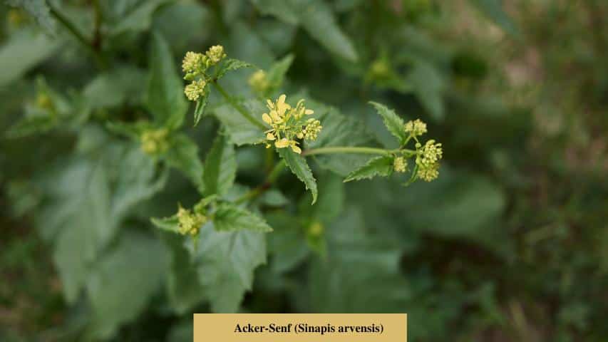 Acker-Senf (Sinapis arvensis)