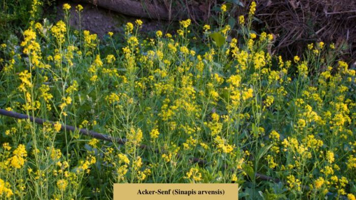 Acker-Senf (Sinapis arvensis)