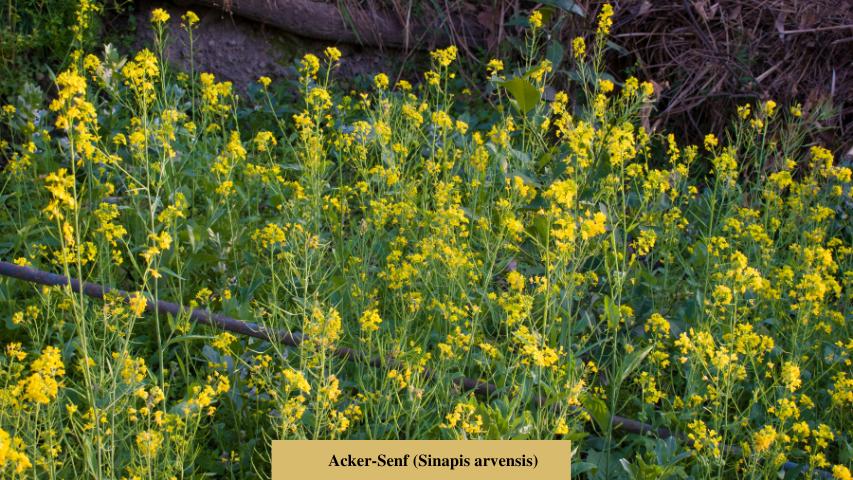 Acker-Senf (Sinapis arvensis)