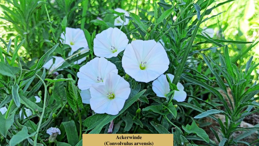 Ackerwinde (Convolvulus arvensis)