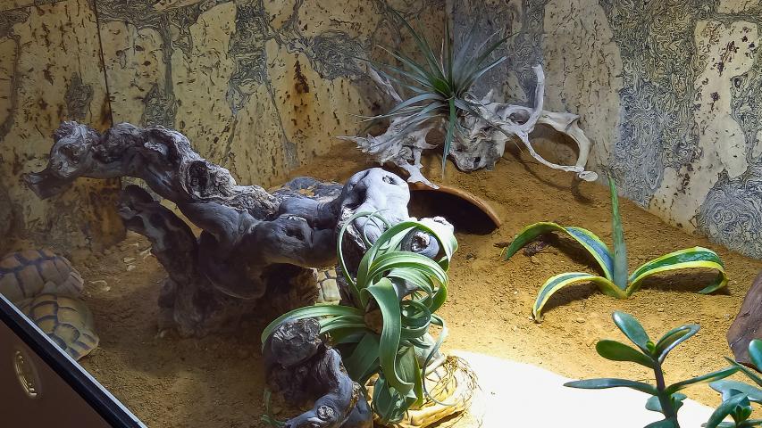 Innenterrarium für Ägyptische Landschildkröten
