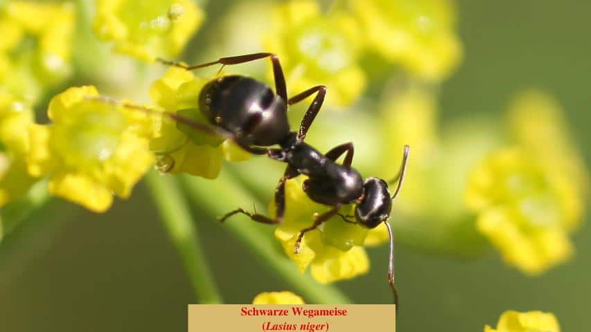 Ameisen im Schildkrötengehege - Schwarze Wegameise (Lasius niger)