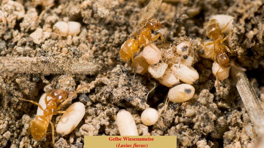 Gelbe Wiesenameise (Lasius flavus)