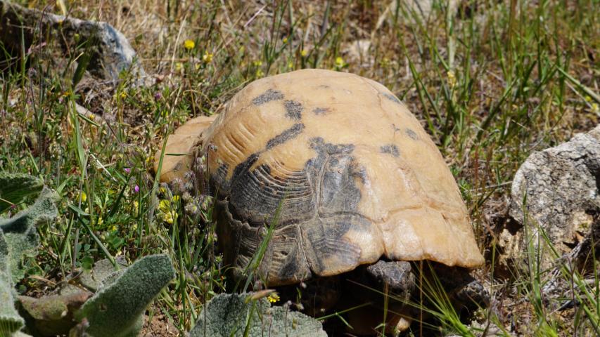 Breitrandschildkröte (Testudo marginata)