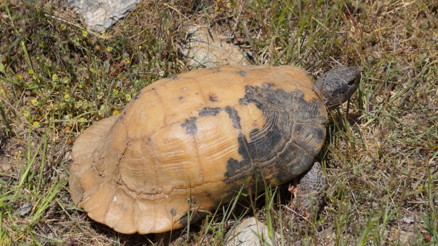 Breitrandschildkröte (Testudo marginata)