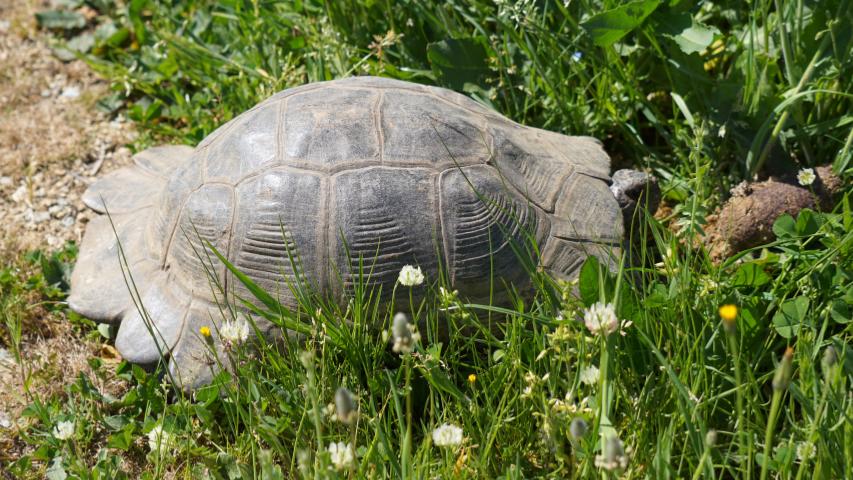 Breitrandschildkröte (Testudo marginata) in Griechenland