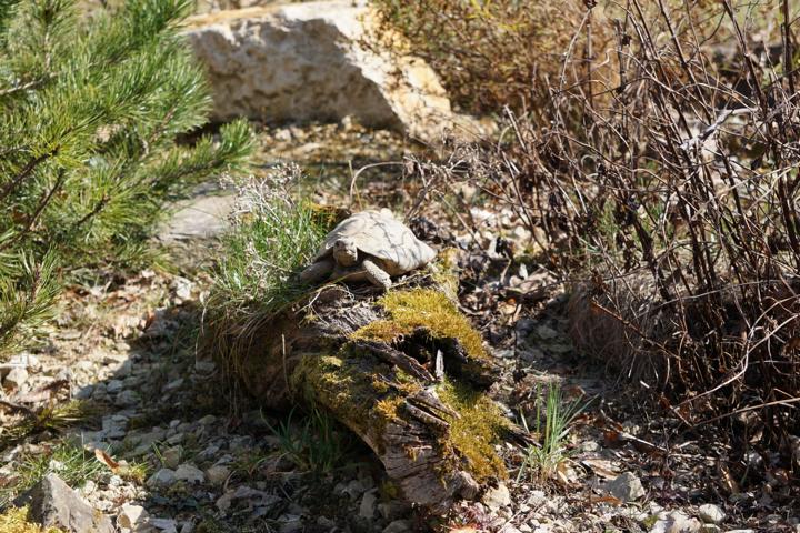 Griechische Landschildkröte nach der Winterstarre im Schildkrötengehege