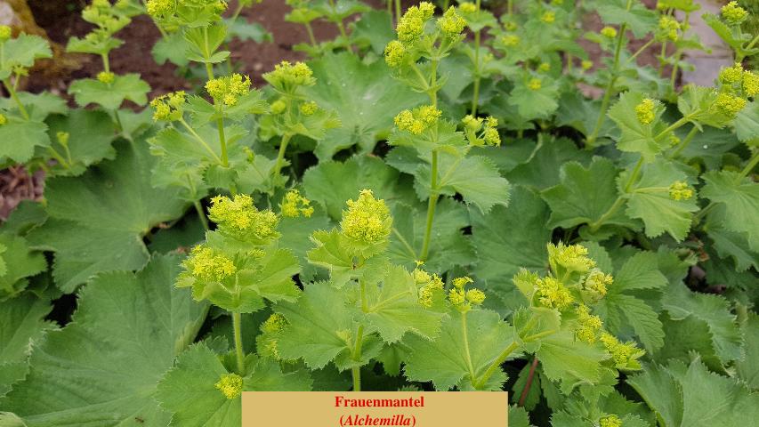 Frauenmantel (Alchemilla)