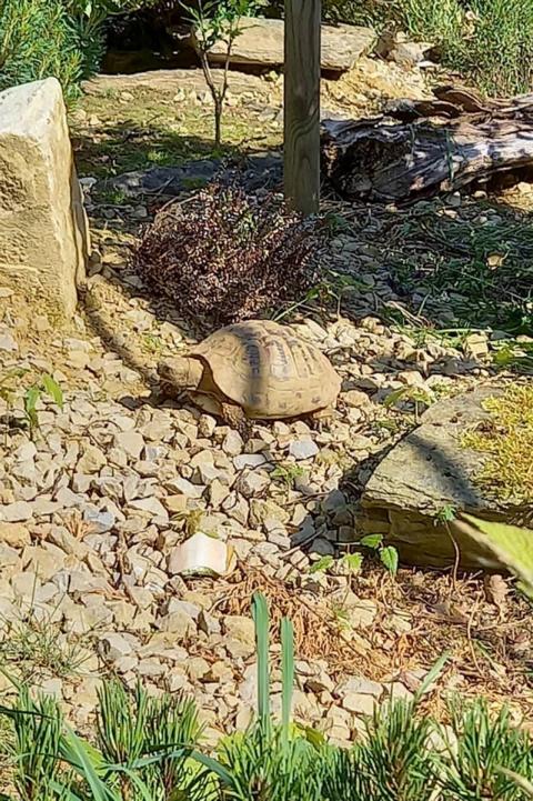Griechische Landschildkröten (Testudo hermanni boettgeri) in unserem Schildkrötengehege