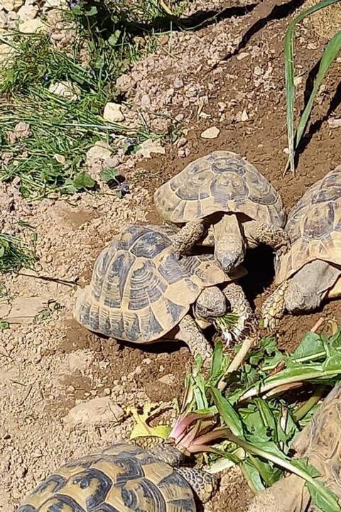 Griechische Landschildkröten (Testudo hermanni boettgeri) in unserem Schildkrötengehege