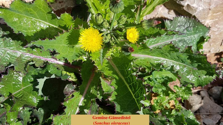 Bild: Gänsedisteln (Sonchus) -Unterart: Gemüse-Gänsedistel (Sonchus oleraceus)Foto: Gheorhge/Canva.com