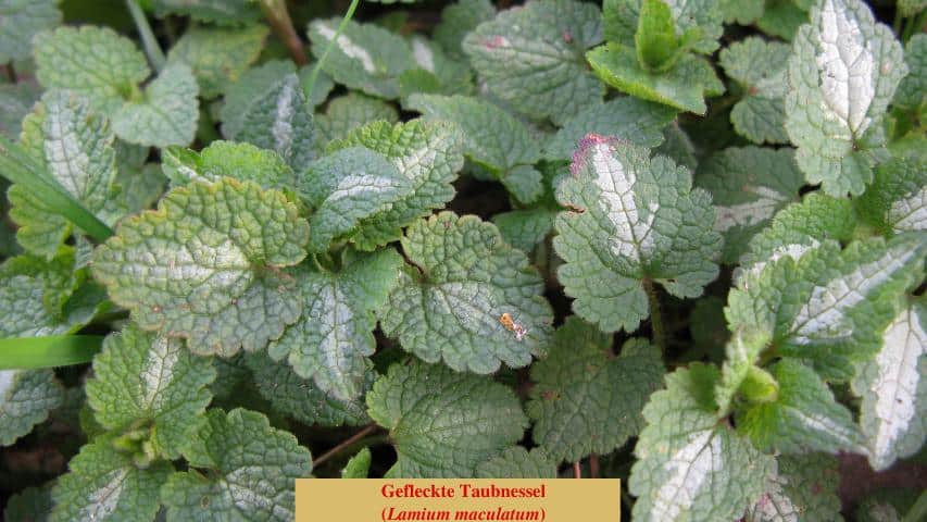 Gefleckte Taubnessel (Lamium maculatum)