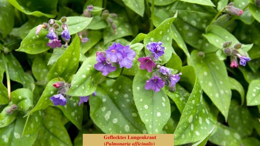 Geflecktes Lungenkraut (Pulmonaria officinalis)
