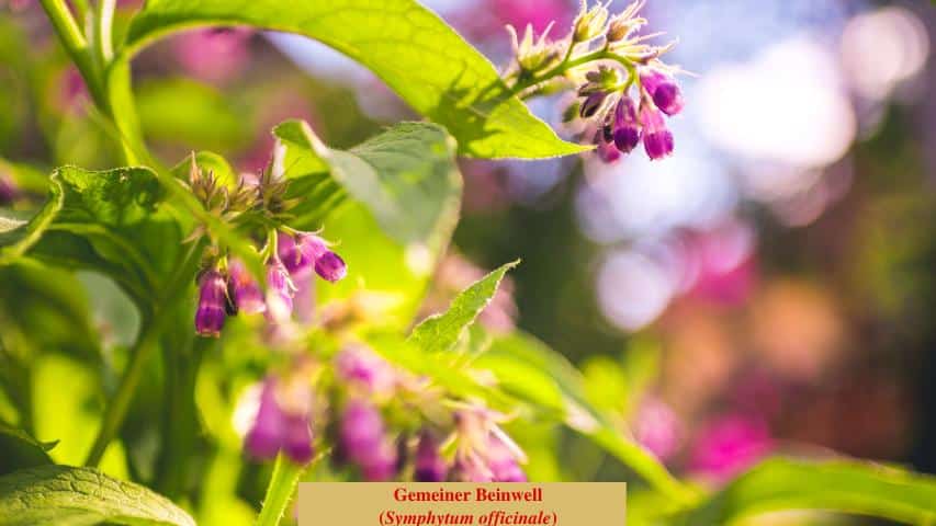 Gemeiner Beinwell (Symphytum officinale)