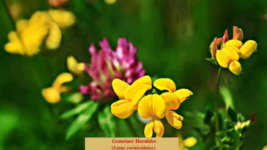 Gemeiner Hornklee (Lotus corniculatus)