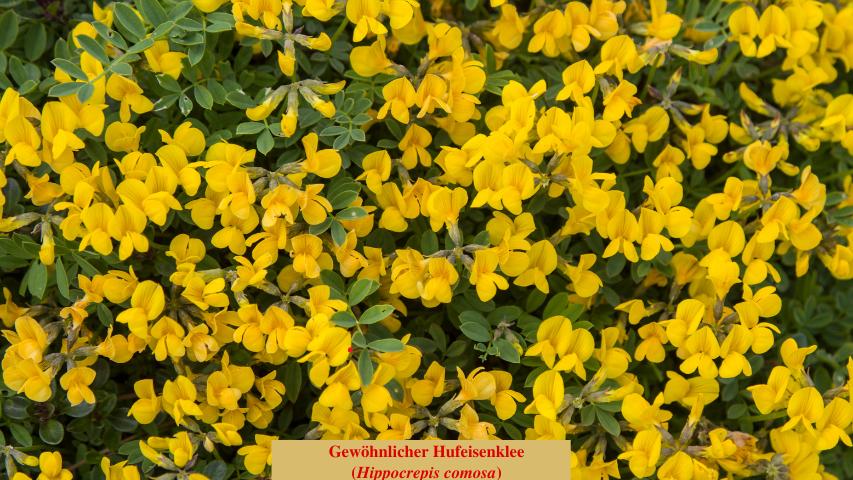Gewöhnlicher Hufeisenklee (Hippocrepis comosa)