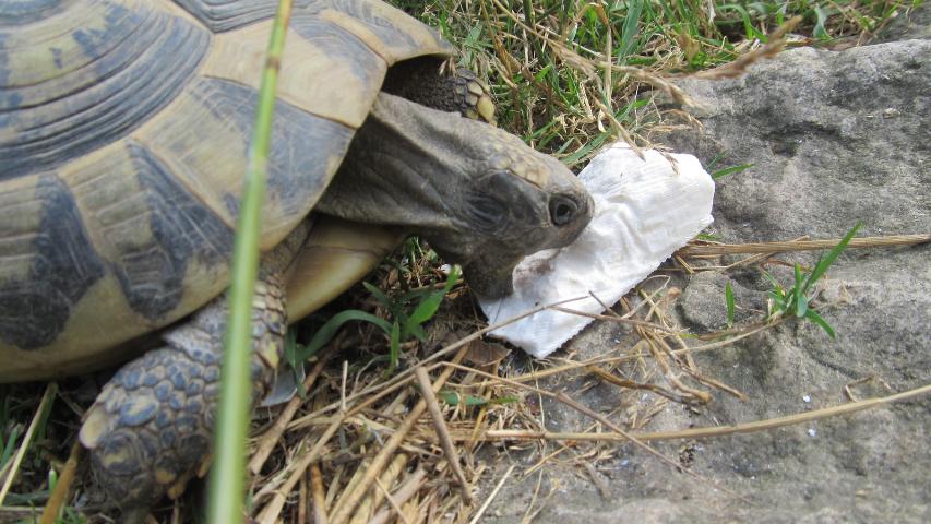 Calciumquelle für griechische Landschildkröten-Sepia Schale