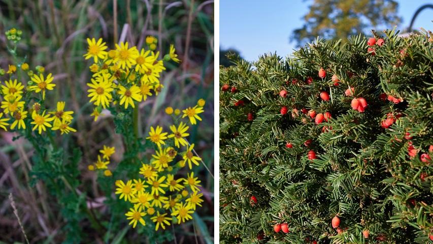 Giftpflanzen im Gehege-links Jakobs-Kreuzkraut (Senecio jacobaea), rechts Europäische Eibe (Taxus baccata)
