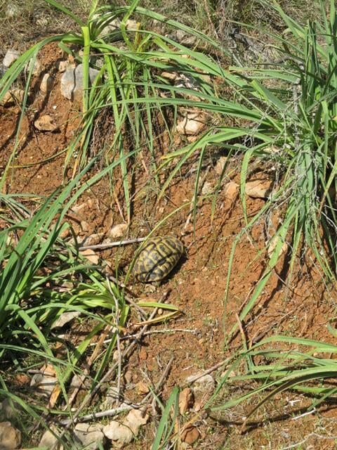Urlaubsbetreuung für Schildkröten: Griechische Landschildkröte (Testudo hermanni hermanni) auf Mallorca