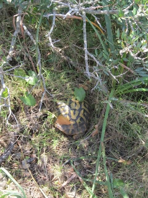 Urlaubsbetreuung für Schildkröten: Griechische Landschildkröte (Testudo hermanni hermanni) auf Mallorca