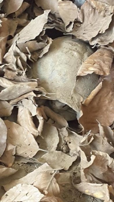 Schildkrötensaison 2020-Griechische Landschildkröten kurz nach der Starre (1)