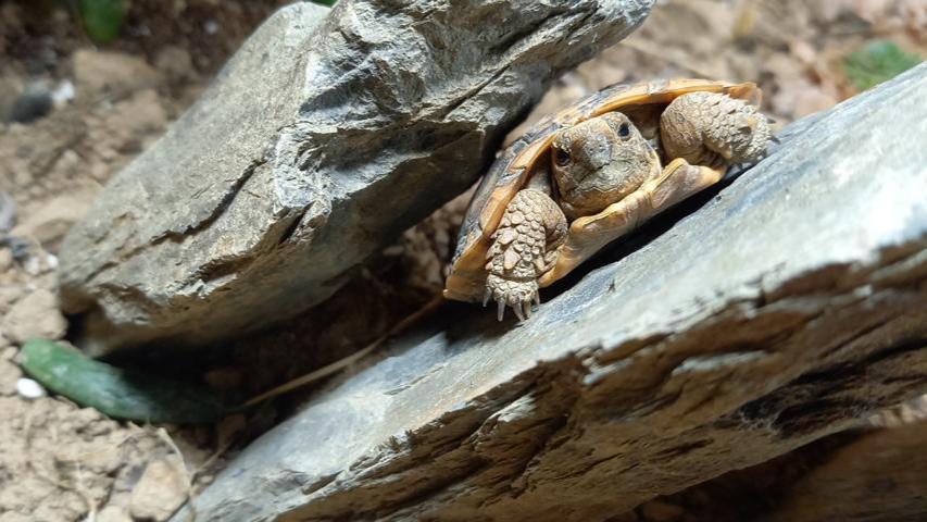 Nachzucht ostafrikanische Spaltenschildkröte