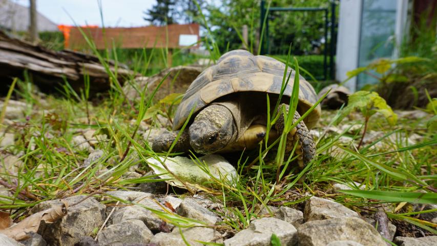 Griechische Landschildkröte (Testudo hermanni boettgeri) beim knabbern an einer Sepiaschale