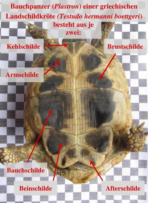 Bauchpanzer (Plastron) griechische Landschildkröte (Testudo hermanni boettgeri)