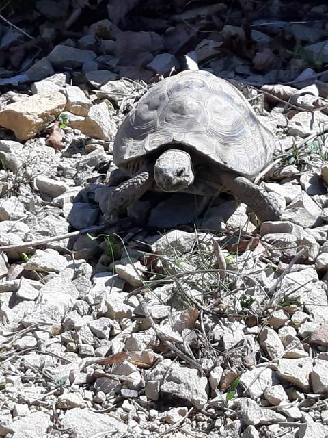 Posthibernale Anorexie-Arbeiten im und am Schildkrötengehege-Monat März