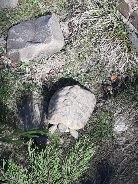 Posthibernale Anorexie-Arbeiten im und am Schildkrötengehege-Monat März