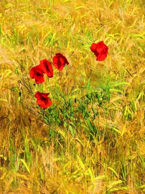 Klatschmohn