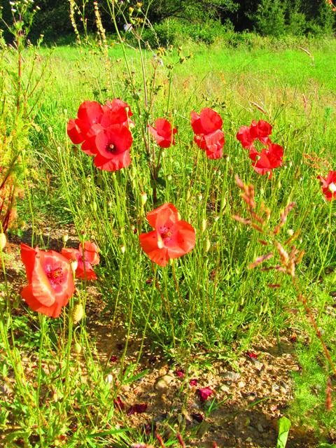 Klatschmohn