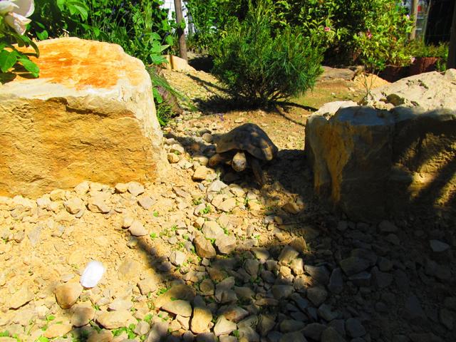Gehegeubau-fertiges Gehege mit Männchen griechischer Landschildkröte