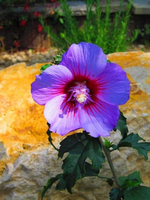 Hibiskus