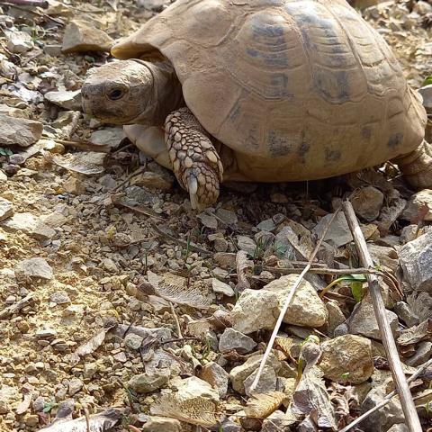 Arbeiten im und am Schildkrötengehege-Monat März
