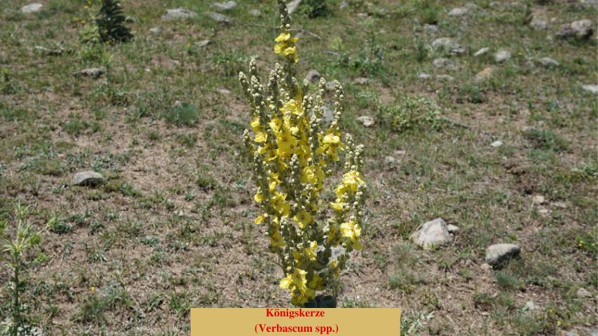 Kaltkeimer - Königskerze (Verbascum spp.)