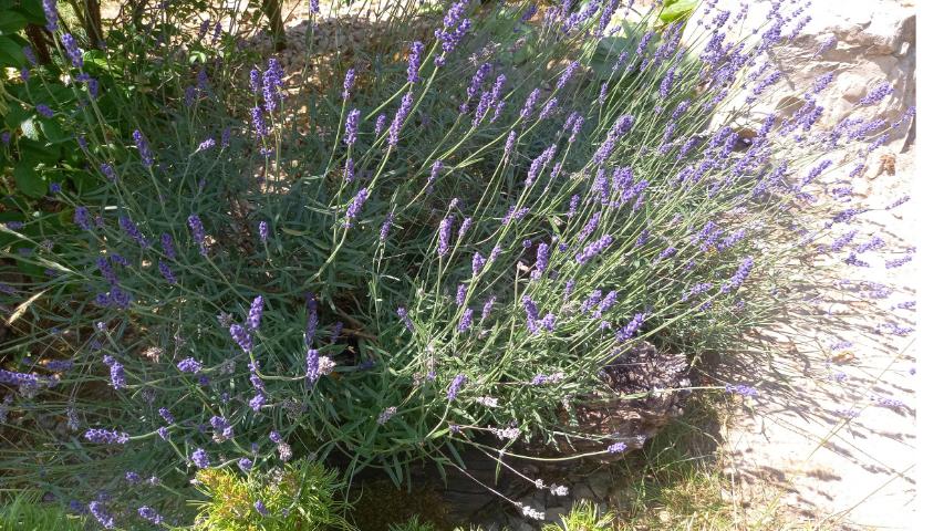 Lavendel in unserem Schildkrötengehege