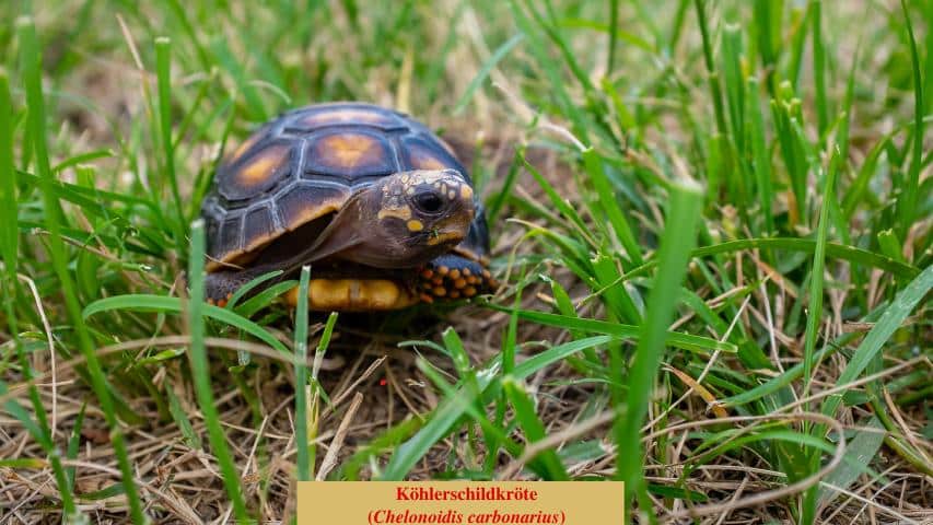 Köhlerschildkröte (Chelonoidis carbonarius)
