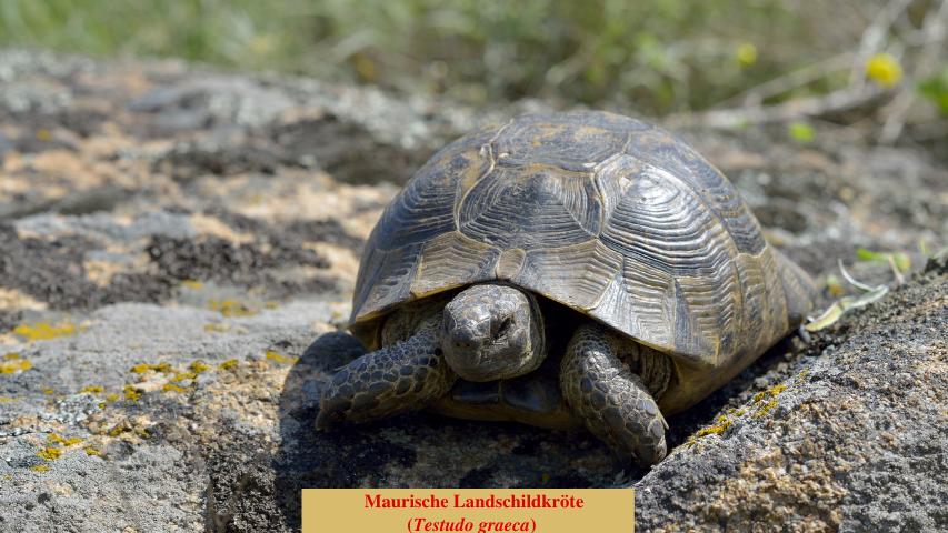 Maurische Landschildkröte (Testudo graeca)