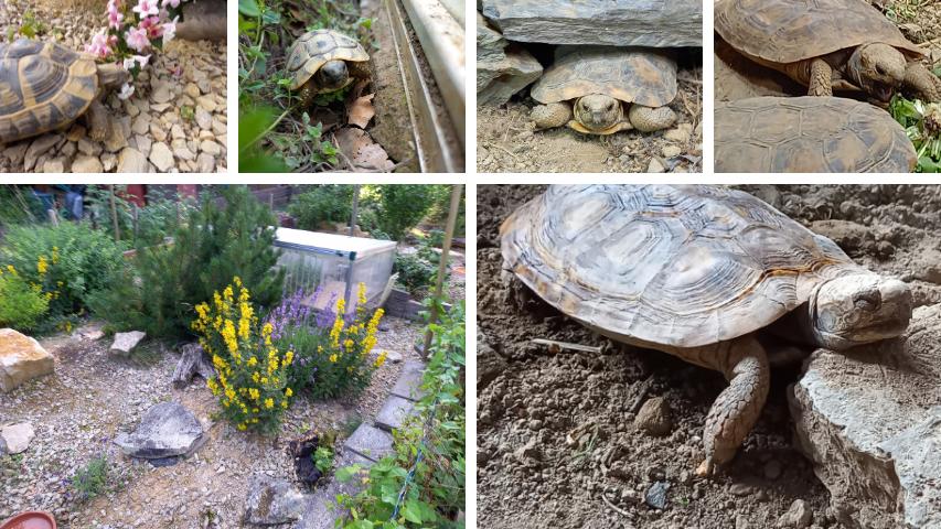 Fotogalerie Spaltenschildkröten und griechische Landschildkröten