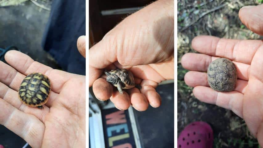 Naturbrut Schildkröten