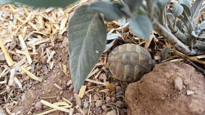 Naturbrut bei Griechischen Landschildkröten – Segen oder Problem? Naturbrut bei Griechischen Landschildkröten – Segen oder Problem