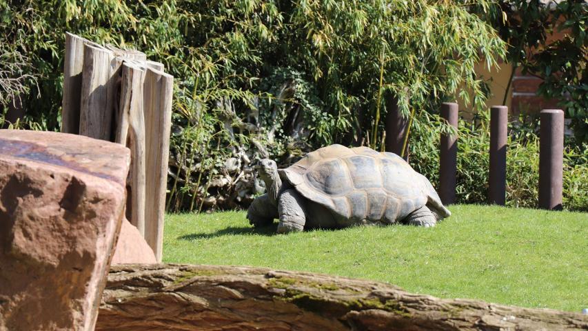 Riesenschildkröte im Zoo Heidelberg