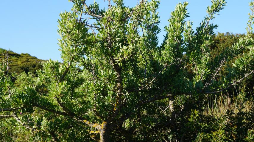 Sardinien und europäische Landschildkröten