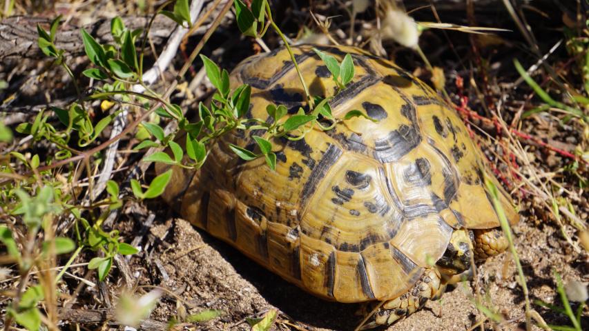 testudo hermanni hermanni
