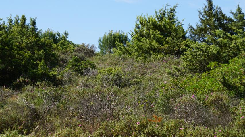 Schildkröten auf Sardinien