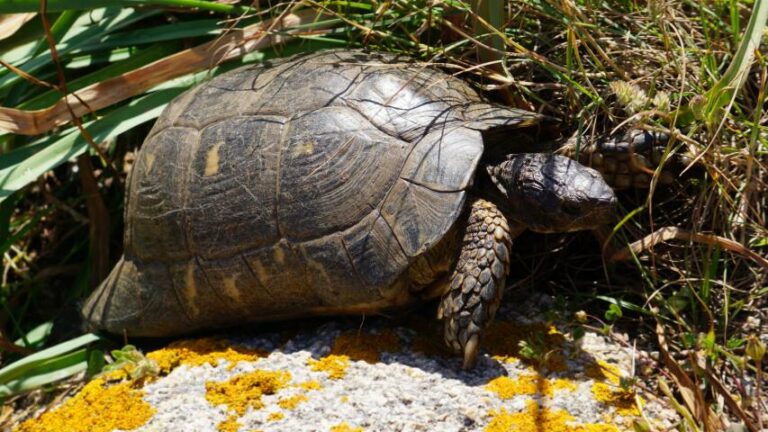 Schildkröten auf Sardinien - -Nordküste