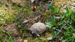griechische Landschildkröte