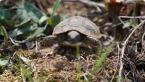 griechische Landschildkröte
