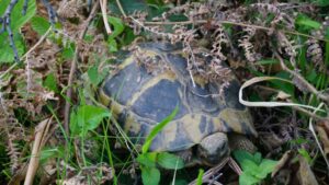 griechische Landschildkröte